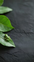 Close-up of a small green frog sitting on a black surface. the frog is facing towards the right side of the image and is sitting on top of a large green leaf.