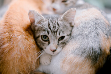 A tabby kitten resting head on two cats and looking at the camera