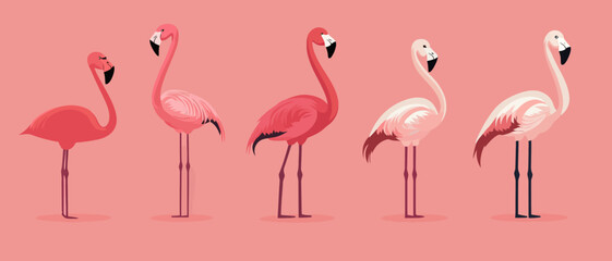 Obraz premium Flamingo illustration set pink birds tropical wildlife avian design art