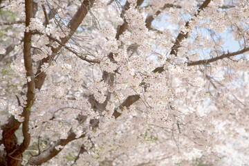 Obraz premium 따뜻한 오늘의 봄