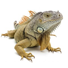 Obraz premium Iguana positioned on white background with textured green skin and calm posture 