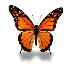 Fototapeta premium Close-up of monarch butterfly isolated on white background showing orange wings and black patterns 