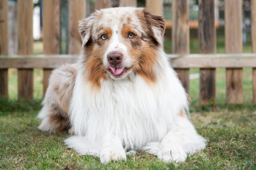 Liegender Australian Shepherd im Garten