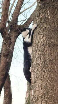 Playful smart black and white cat climbing sturdy tree trunk. Determination and agility. Adventurous spirit of felines in nature. Motivation concept, don't give up, always climb up and forward.