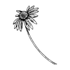 Botanical black and white ink drawing of a wild daisy flower with long curved stem. Hand drawn vintage-style sketch for herbarium, packaging, or natural medicine designs. © FlorainloveArt