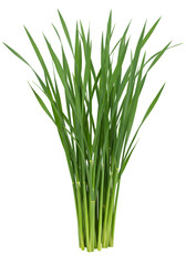Lush Tall Green Grass Stems PNG Cutout.