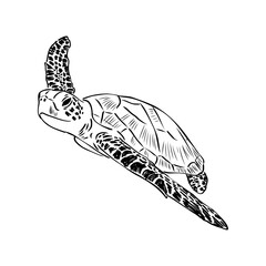 Obraz premium Sea turtle drawing black lines on a white background.