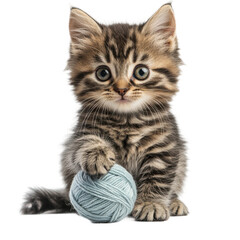Obraz premium Playful kitten with yarn ball in a studio setting cute portrait
