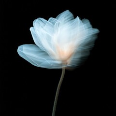 Blurred motion capture of white flower petals against matte black background, poetic movement
