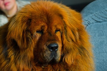 Fototapeta premium Calm red Tibetan Mastiff lying on a gray sofa, its dense coat illuminated by daylight.
