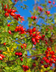 Reife Hagebutten am Strauch