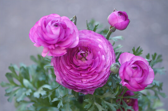 Ranunculus blooms
