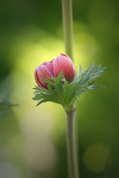 Anemone coronaria - poppy anemone with green bokeh background 