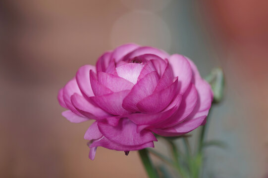 pink ranunculus