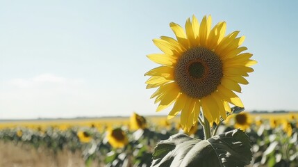 Single blooming sunflower with radiant yellow petals and dark brown center in sharp focus, standing out against blurred floral background on a bright sunny day, showcasing vibrant summer nature beauty