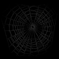 Isolated spider web on black background with dramatic lighting