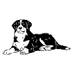 Bernese mountain dog - isolated vector illustration