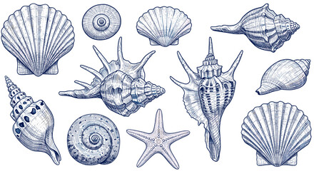 Seashells and Starfish Hand Drawn Illustration: A detailed hand-drawn illustration of various seashells and a starfish in blue tones, perfect for creating nautical and coastal themes in your designs.