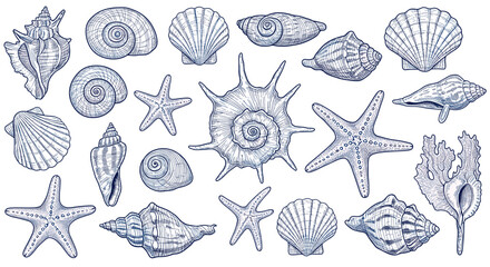 Seashells and Starfish Collection: A delightful assortment of intricately detailed seashells and starfish, perfect for adding a touch of coastal charm to any design project.