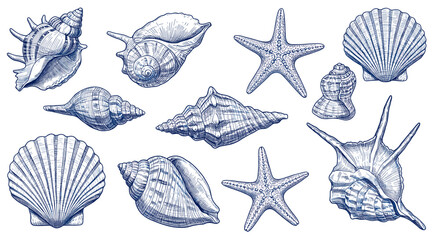Seashells and Starfish Collection: A delightful collection of detailed seashells and starfish, rendered in a classic blue ink style, perfect for adding a touch of nautical charm to your designs.