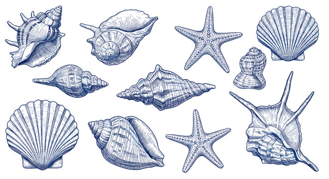 Seashells and Starfish Collection: A delightful collection of detailed seashells and starfish, rendered in a classic blue ink style, perfect for adding a touch of nautical charm to your designs.