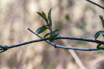 spring is coming