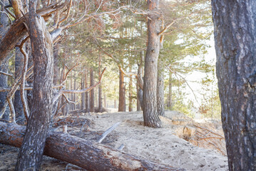 Fototapeta premium Pine trees on the sandy shore. Morning sunlight in the pine forest. Sandy shore.