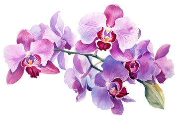 PNG Colorful orchid flower wrearth blossom plant