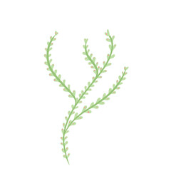 green grass isolated