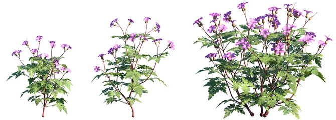 Set of Geranium robertianum (commonly known as herb-robert, Robert's geranium) flowering frontal isolated png on a transparent background perfectly cutout high resolution	