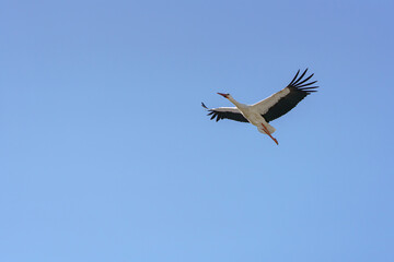 Majestic stork soaring through a clear blue sky on a sunny day