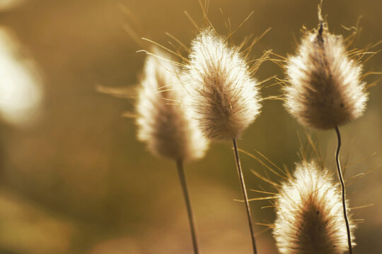 dry grass in the wind