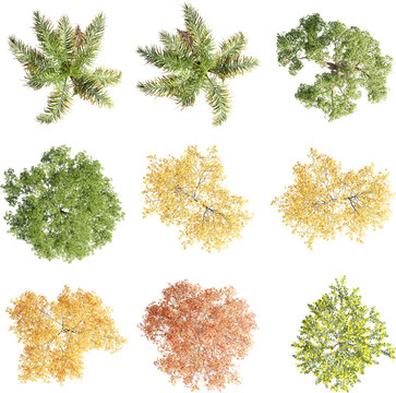 set of trees rendered from the top view, 3D illustration, for digital composition, illustration, 2D plans, architecture visualization