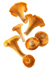 Fresh chanterelle mushrooms falling on transparent background