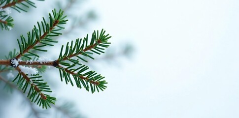 Obraz premium Three spruce branches forming an asymmetrical triangle on a snowy white background, snowflakes, tree branch