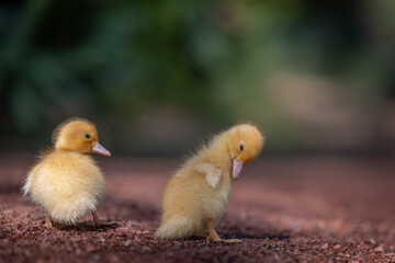 2 niedliche Entenküken der Hausente (Anas platyrhynchos domesticus) sitzen allein am Boden. Die kleinen Küken strahlen Unschuld und Natürlichkeit aus und sind ein Symbol für neues Leben.