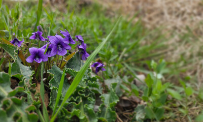 wild violet flower of the meadow, small purple flowers