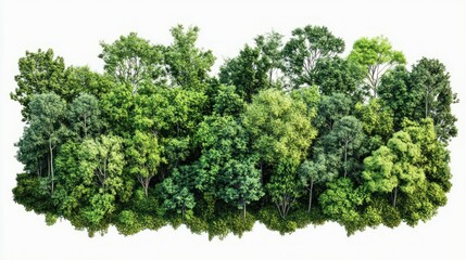  Lush Green Forest Canopy
