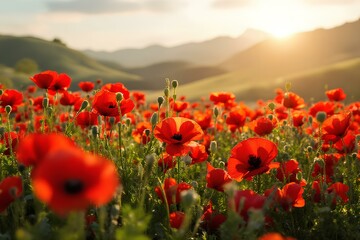 Vibrant fields of poppies at dusk evoking solemn remembrance of Anzac Day