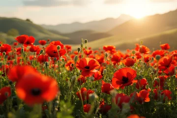 Fototapeten Vibrant fields of poppies at dusk evoking solemn remembrance of Anzac Day © Pitohui