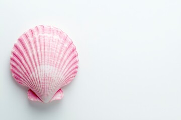 Pink Seashell Close-up on White Background for Summer or Beach Theme