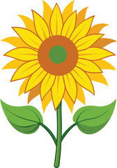 Isolated on white, a single bright yellow sunflower blossom, a beautiful flora of summer nature