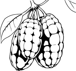 Cluster Of Three Black And White Illustrated Noni Fruits Hanging From A Branch With A Leaf