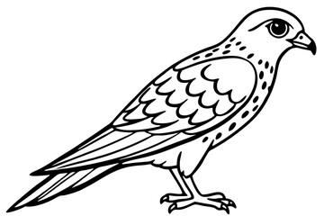 Graceful Kestrel Drawing