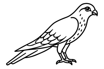Graceful Kestrel Drawing