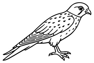 Graceful Kestrel Drawing