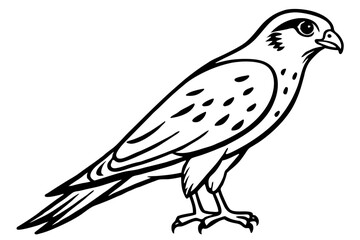 Graceful Kestrel Drawing