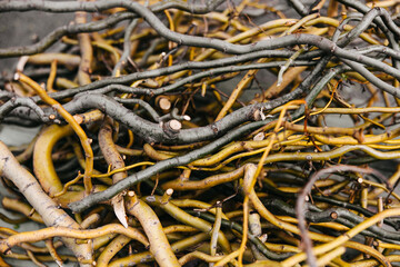 Tangled natural branches in earthy tones.