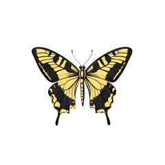 Obraz premium Elegant Yellow and Black Butterfly Illustration
