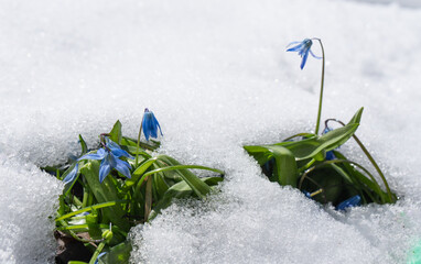Fresh blue flowers emerge through melting snow, symbolising resilience and renewal, capturing the delicate balance of nature against the stark white background of winter's end.